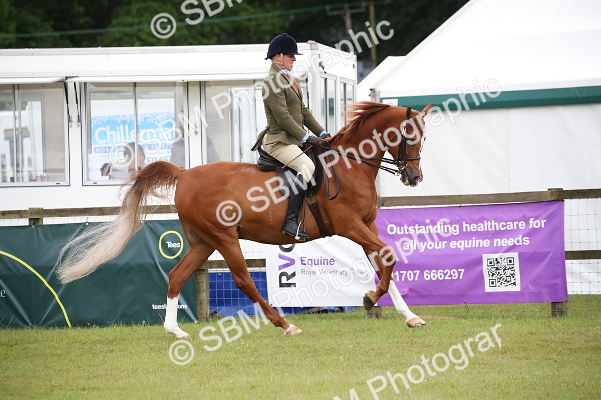 SBM_03615 - Class 21 - 22 - Ridden Arab and Part Bred/Anglo Arab