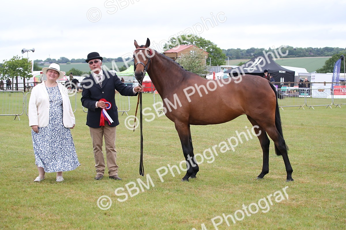 SBM_00226 - Class 17-20 - Arab & Part Bred - Anglo Arab In Hand