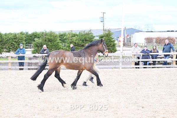 BPP_8025 - SUPREME CHAMPIONSHIP