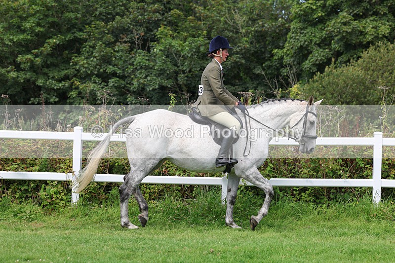 3E7A8626 - Class 5: Working Show Horse