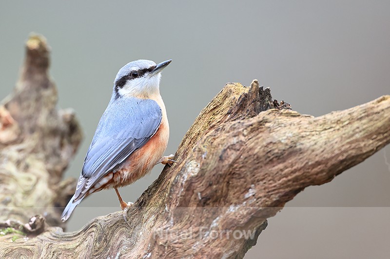 Eurasian Nuthatch perched, Otterbourne, Hampshire - Nuthatch
