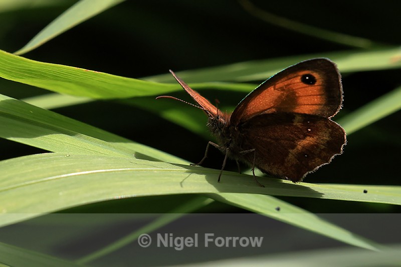 Gatekeeper (male) backlit on leaf, Oxfordshire, UK - INSECTS