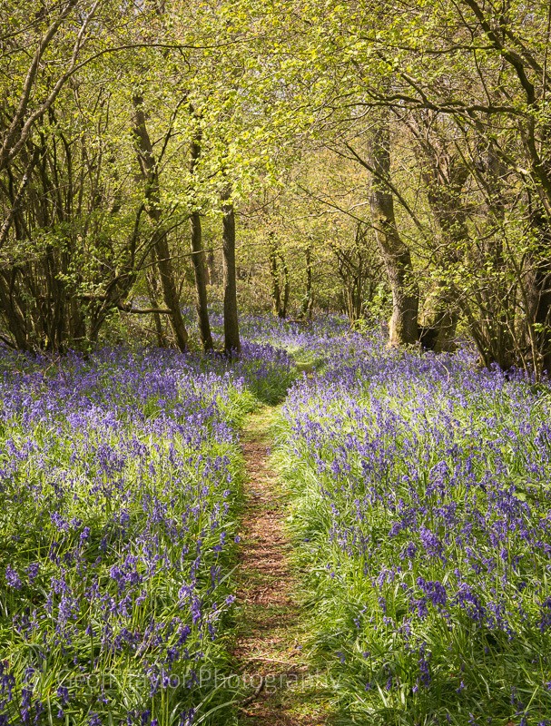Helmeth Hill, bluebells - Stretton Hills
