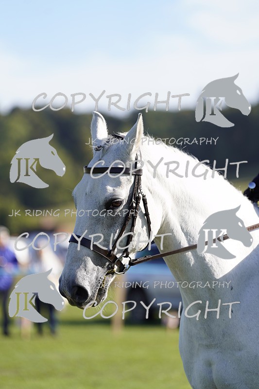 _DSC9467 - Class 8 & 17 Ridden Hunter & Ridden Hunter Pony
