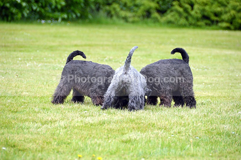  - Schnauzers