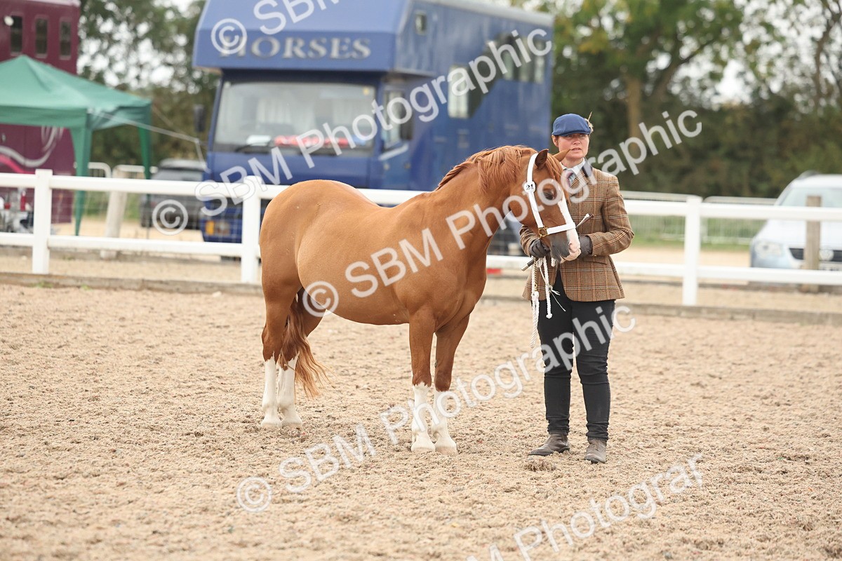SBM_19429 - Class 317 - IH Pure Bred Horse-Pony