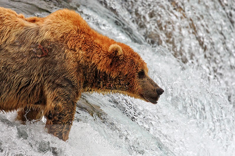 Grizzly Bear waiting at the top of Brooks Fall for jumping salmon - Brown Bear