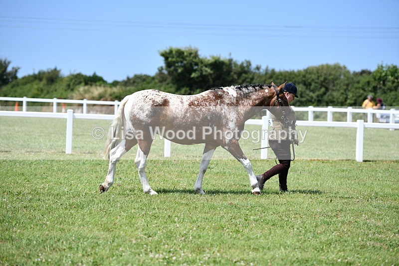 DSC_7451 - Class 63: Coloured Horse Youngstock