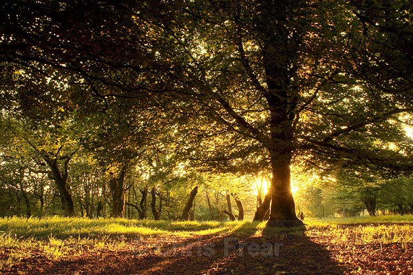 Trees of Ae - Traditional Landscapes