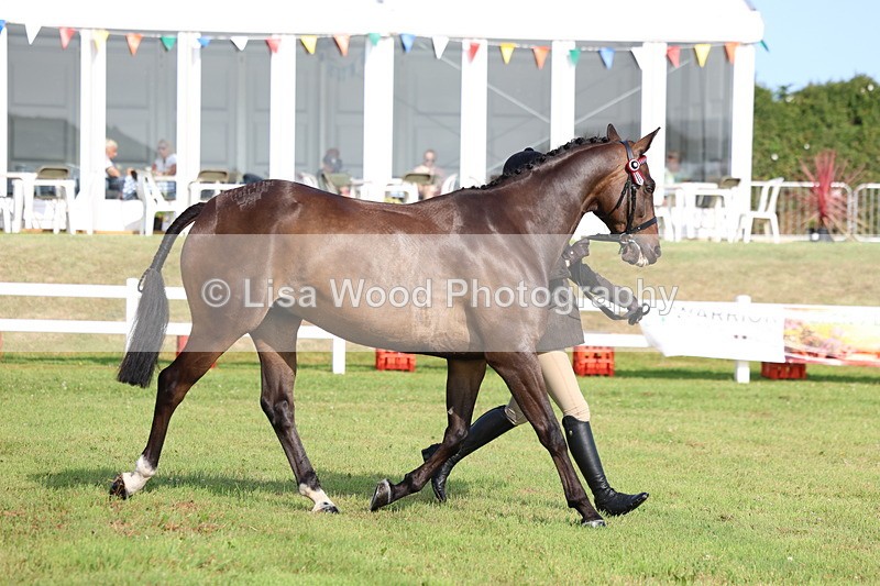 3E7A8380 - Class 2: Rising Star Large Hack/Riding Horse