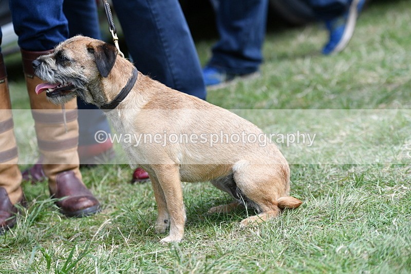 WJ5_0493 - Class 7 Best Terrier