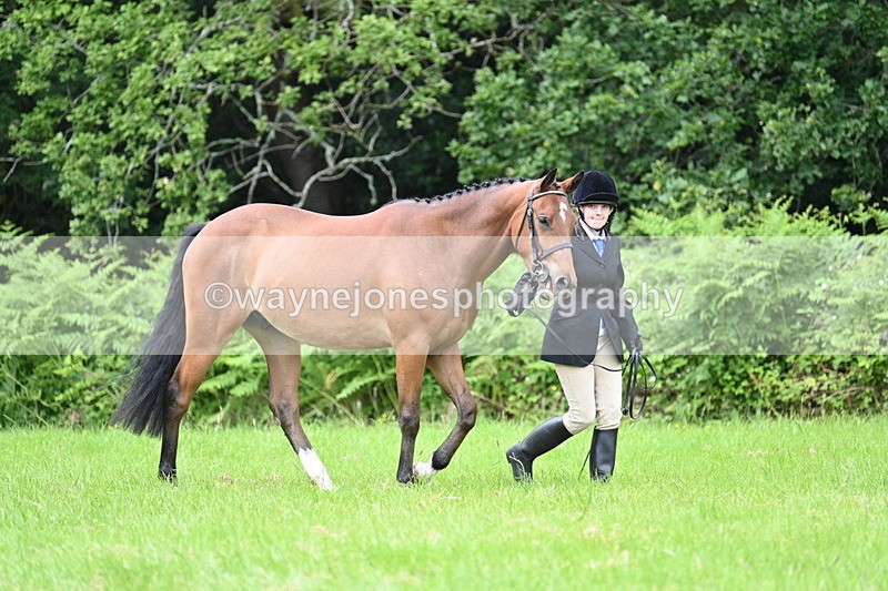 WJ7_3924 - Class 14A Handsome Gelding