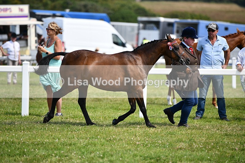 DSC_8275 - Class 68: Part Bred In Hand M & M
