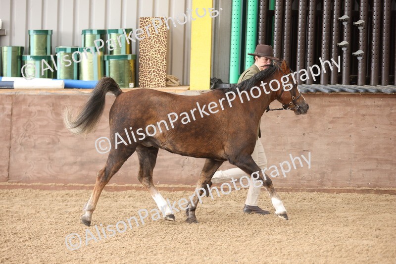 20251109-0608 - Class 22 - Geldings 4 Years and over