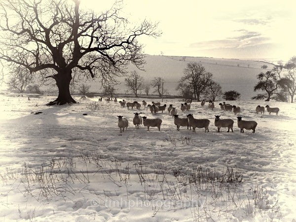 Bleak Mid Winter. - Yorkshire Countryside
