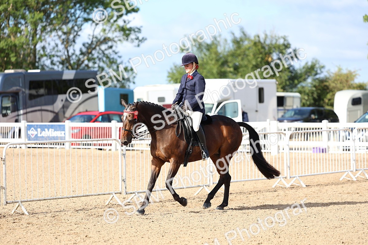 SBM_09125 - Class 303 - Ridden Pure Bred Horse Pony