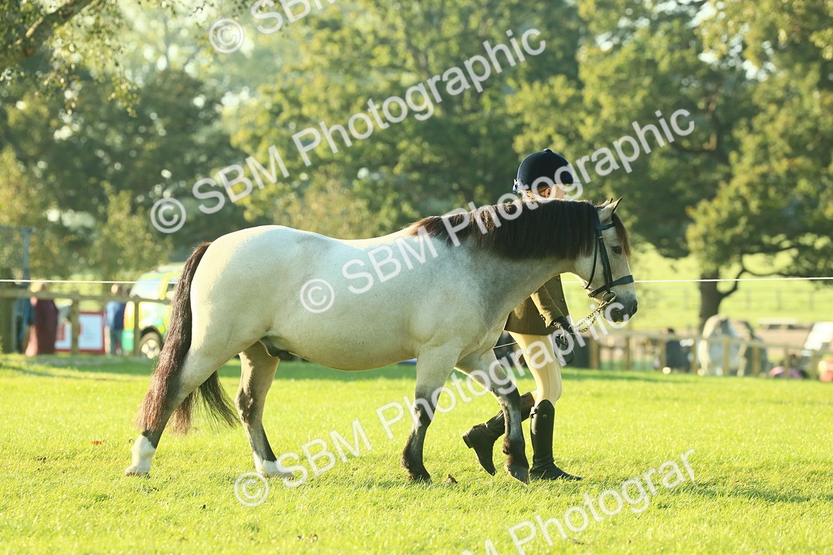 SBM_57300 - S37 - Starters In Hand Showing