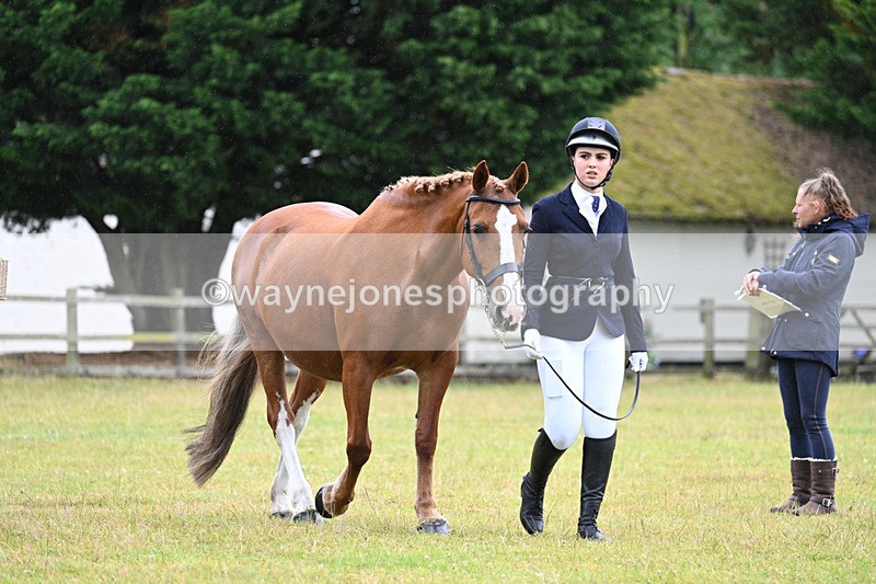 WJ7_5998 - Class 4a Prettiest Mare over 14hh