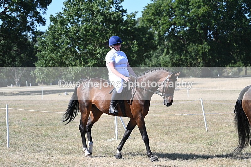 WJ7_1718 - Class 42 Most Handsome Gelding