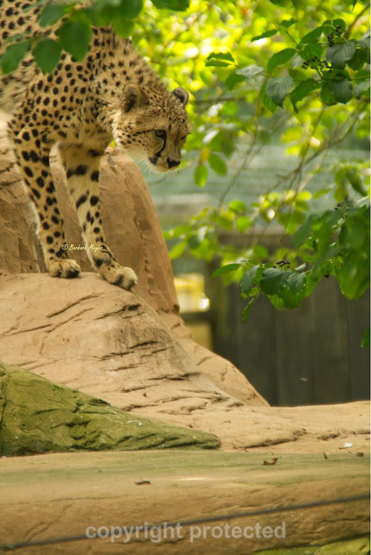 Cheetah - Anika - Big Cats
