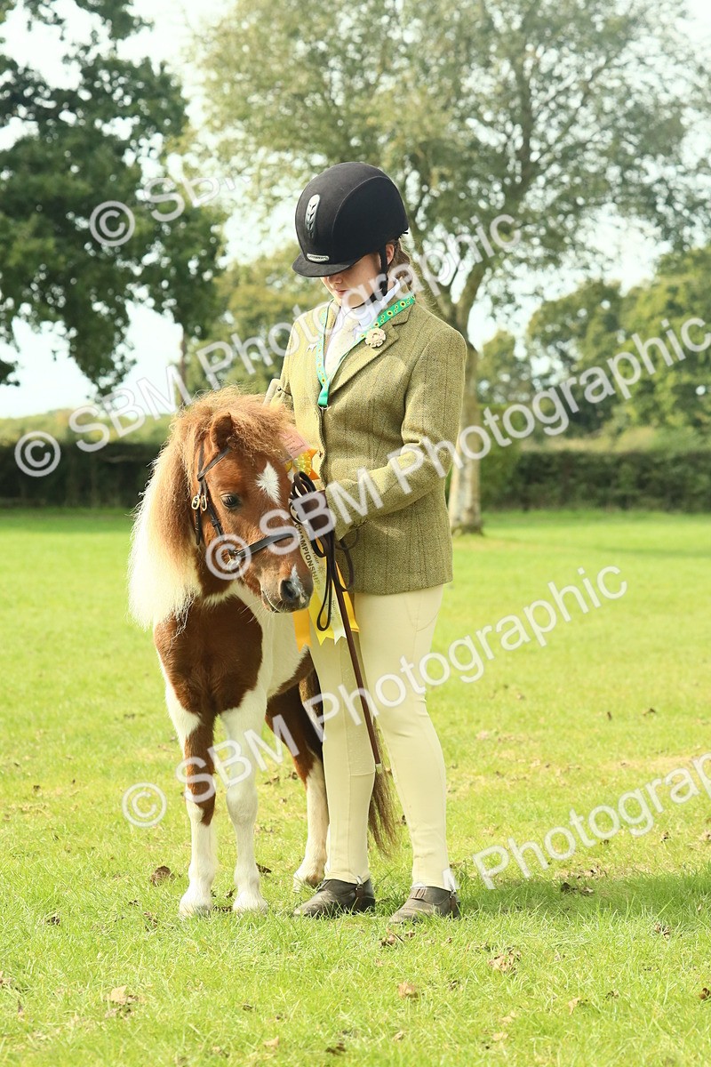 SBM_66763 - S34 - Rehabilitated Rescue Horse & Pony In Hand & Ridden