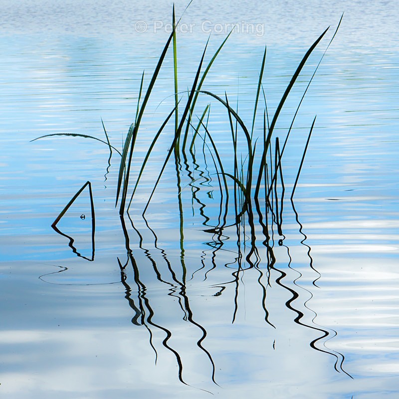 Virginia Water-140707-033 - Recent photo's
