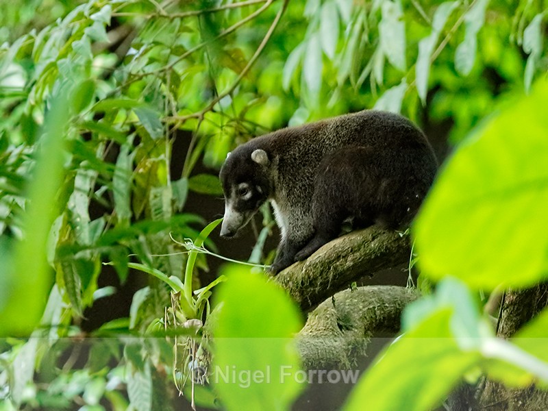 White-nosed Coati, Osa Peninsula, Costa Rica - Coati