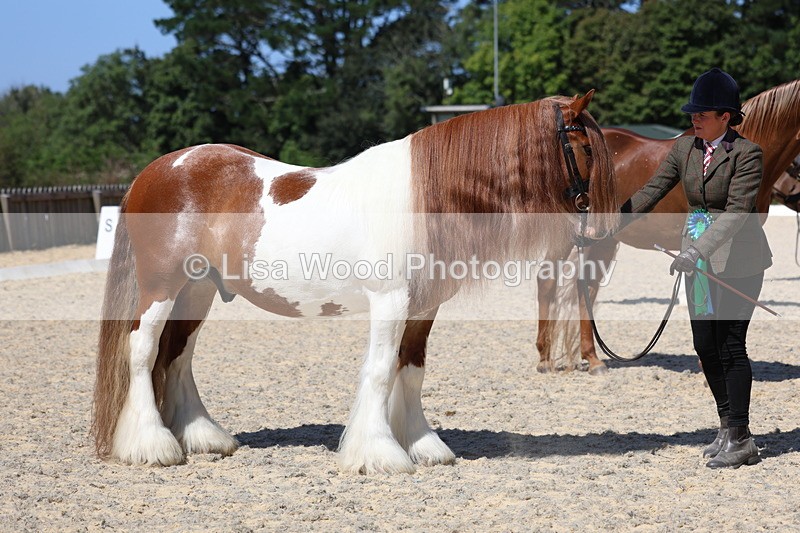 3E7A9923 - In Hand Championship