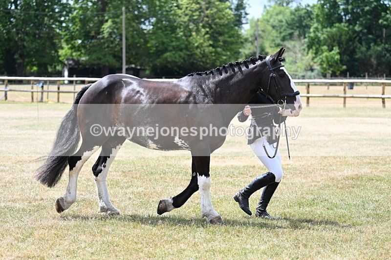 WJ7_1940 - Class 4a Prettiest Mare 14.2hh and over hand