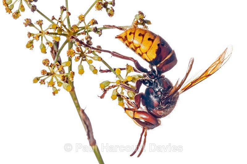 European hornet (Vespa crabro) MYN - Small Creatures - WB