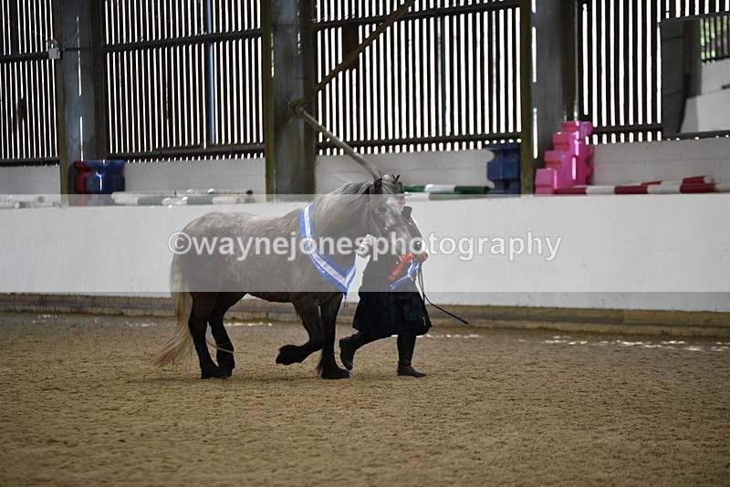 WJ5_5858 - Morning in hand Championship