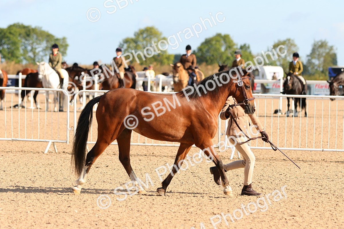 SBM_08669 - Class 203 - Young Handler 10 Years and Under