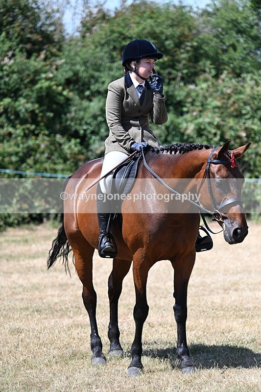 WJ7_3151 - Class 7 Riding Club Show Horse