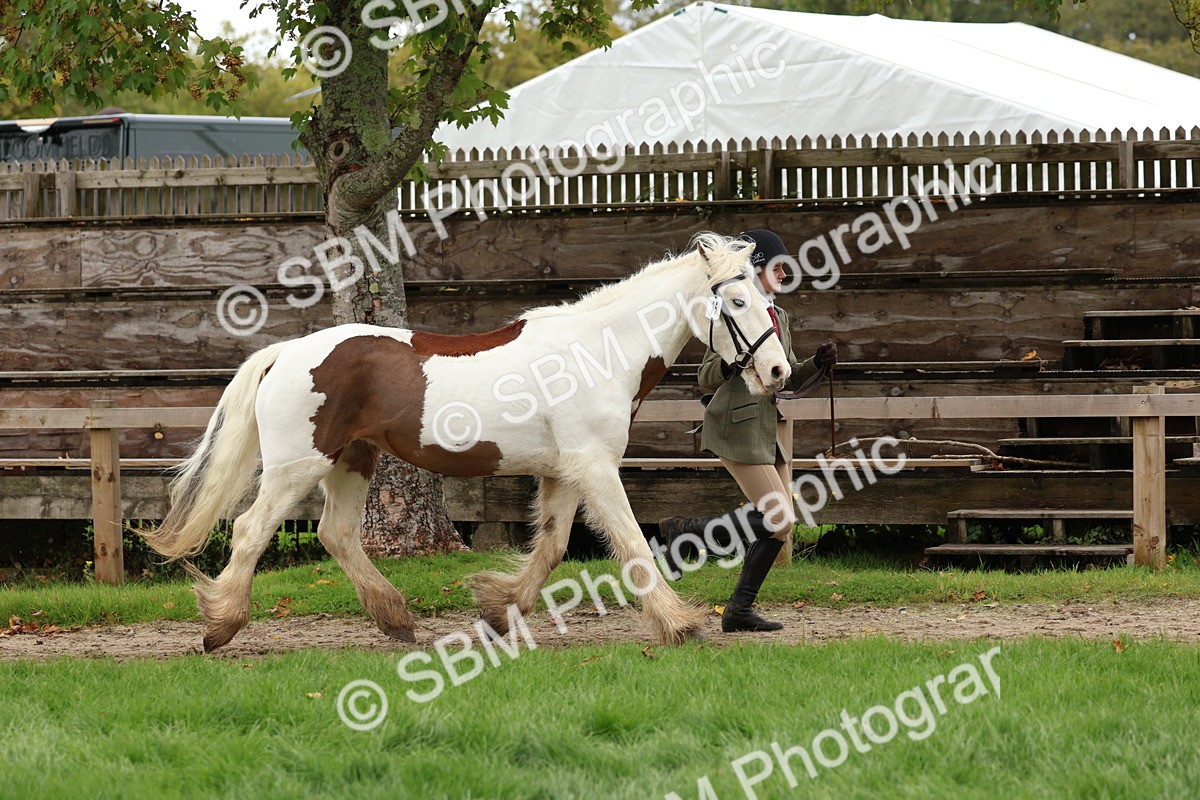 SBM_41719 - S26 - Mature Veteran In Hand