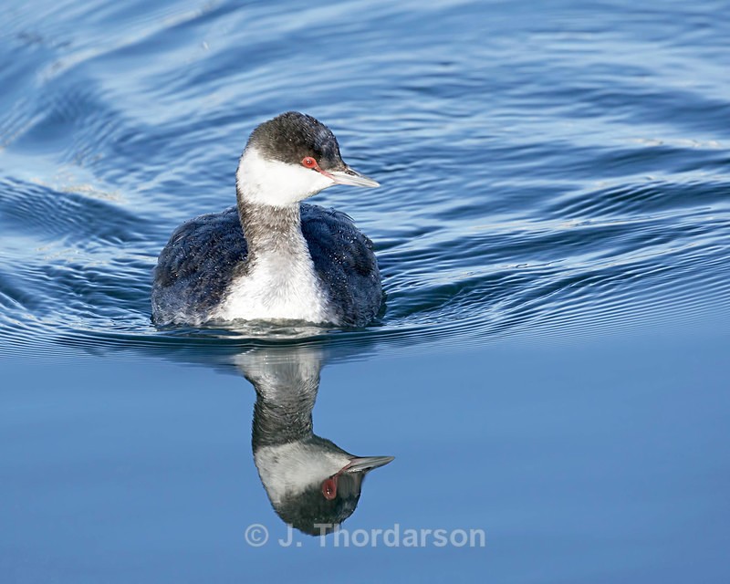  - Sea Birds