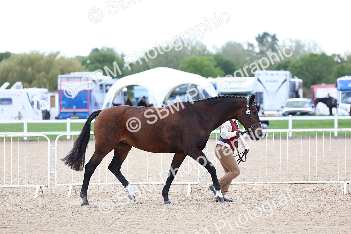 SBM_15369 - Class 312 - IH Competition Horse-Pony