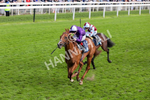 230824-Race 6-Angelo Buonarroti-8527 - Race 6 4.45pm British Stallion Studs EBF Convivial Maiden Stakes