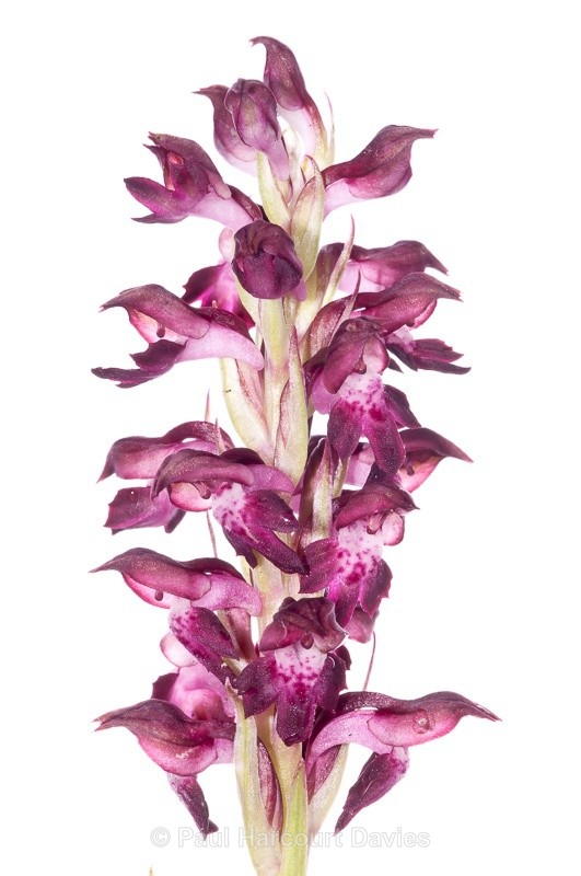  - WB: Orchids - Orchis