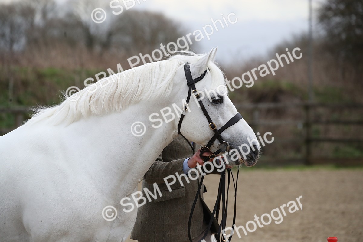 SBM_004019 - Class 1-4 - Young Stock classes Inc. In Hand Championship