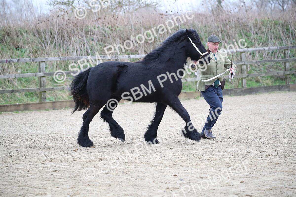 SBM_003974 - Class 1-4 - Young Stock classes Inc. In Hand Championship