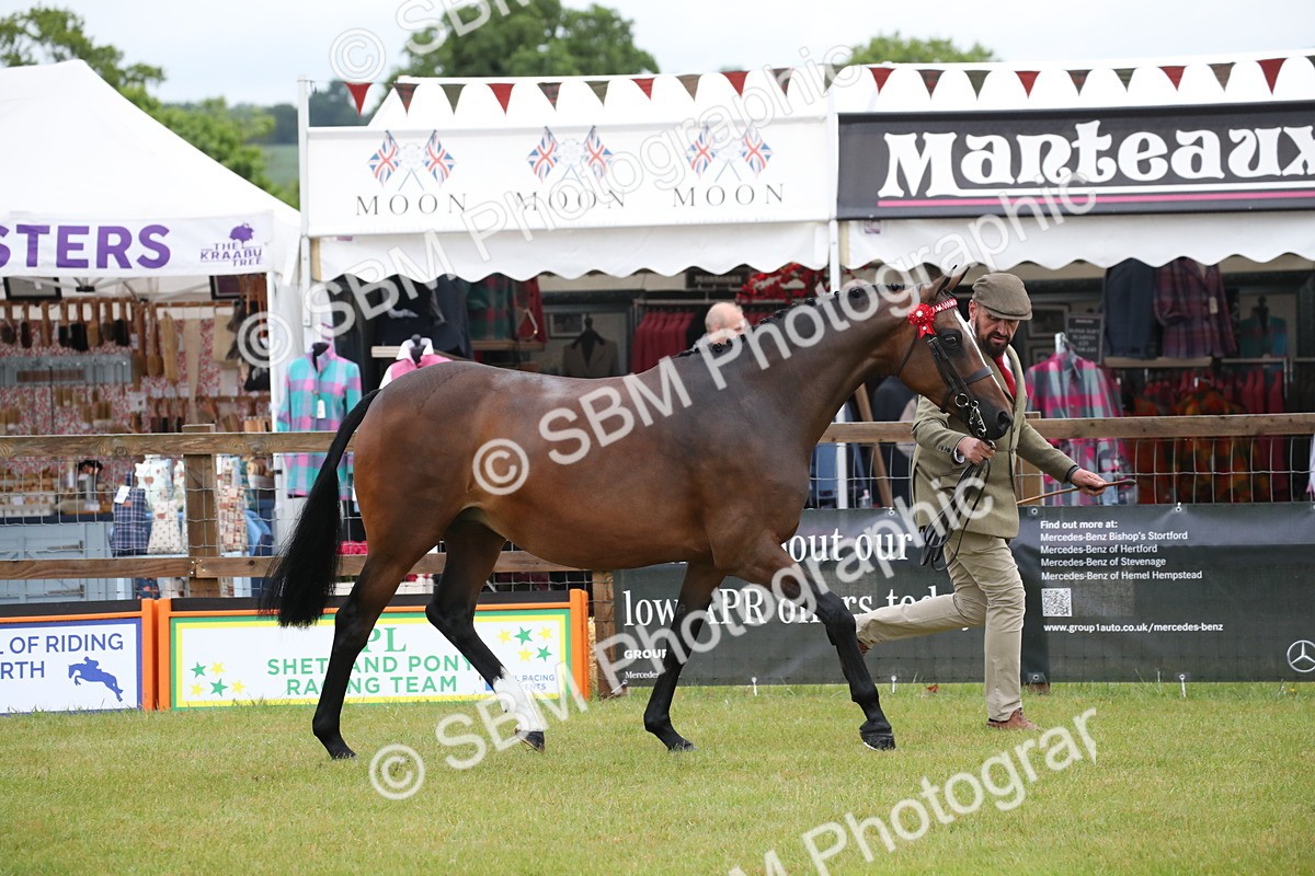 SBM_00120 - Class 17-20 - Arab & Part Bred - Anglo Arab In Hand