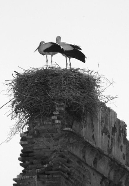 Couple - Marrakesh II