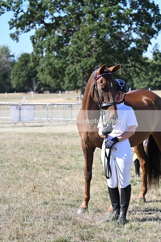 WJ7_1599 - Class 42 Most Handsome Gelding