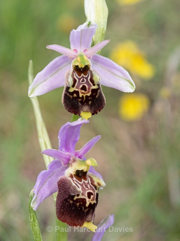 Apennine Late Spider orchid (Ophrys dinarica also Ophrys fuciflora ssp dinarica and O. holoserica ssp dinarica) - Wild Orchids 2021