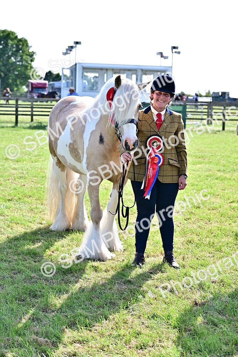 SBM_10163 - Class 63-65 - Traditional Gypsy Cobs In Hand & Ridden