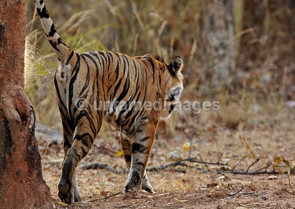 Royal bengal tiger - 6 - India