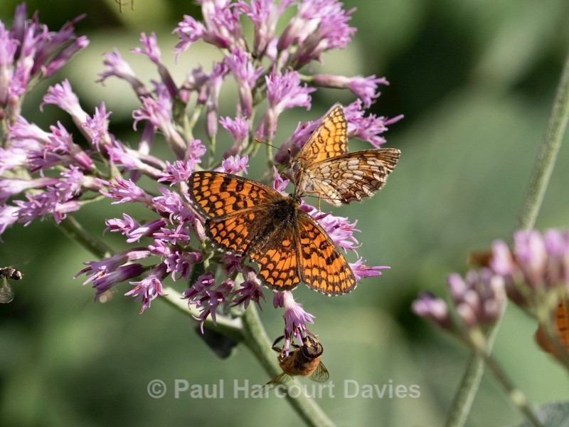 Glanville fritillary ( Melitaea cinxia) - Insects & Spiders & other animals 2021