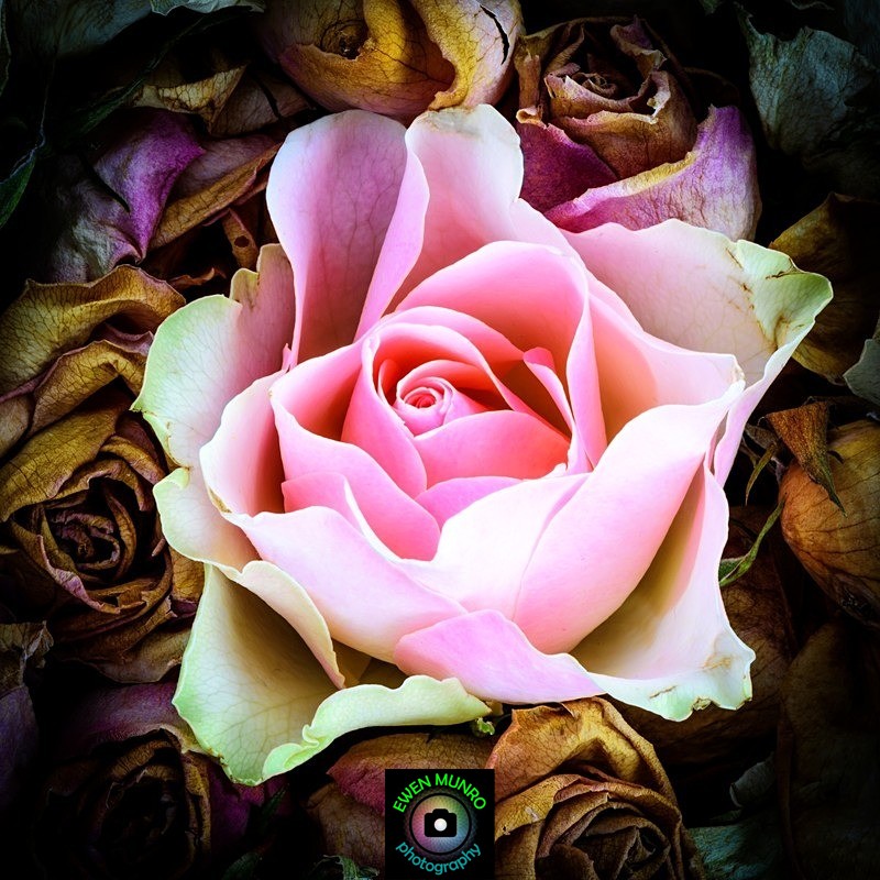GL-06-Reawakening - 'GLOW' - Colour