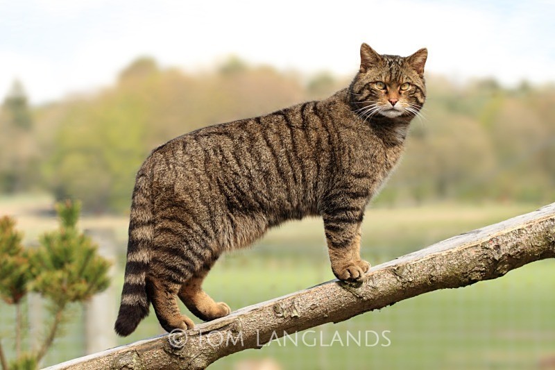 Scottish Wildcat - Scottish Wildcat