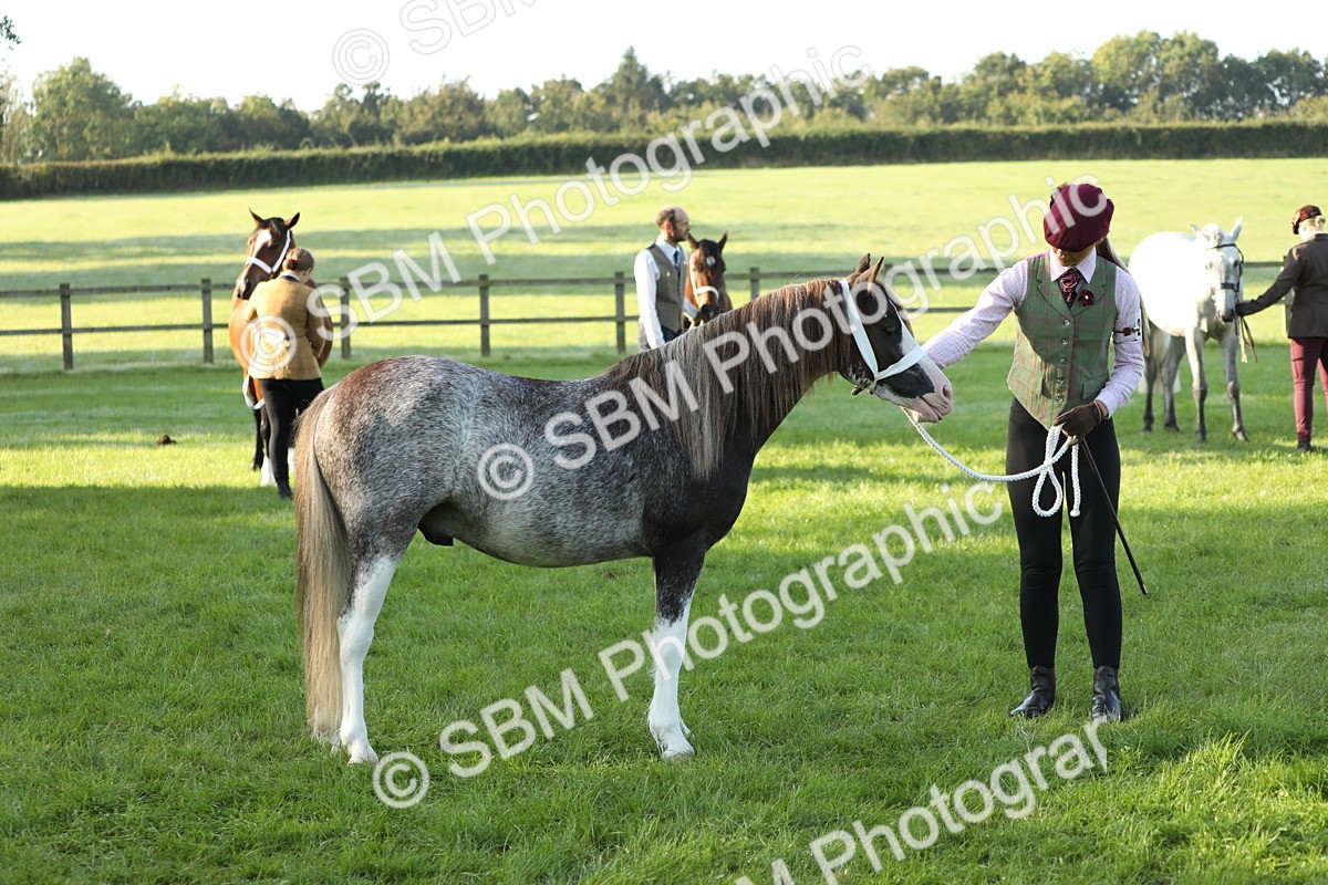 SBM_57970 - S42 - Youngstock